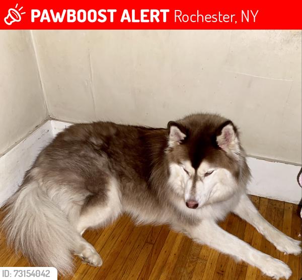 Lost Male Dog last seen Lewis sh, Rochester, NY 14605
