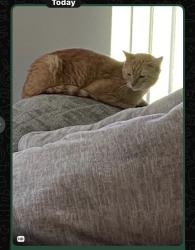 Lost Female Cat last seen Near scrub palm ln orlando fl 32824, Orlando, FL 32824