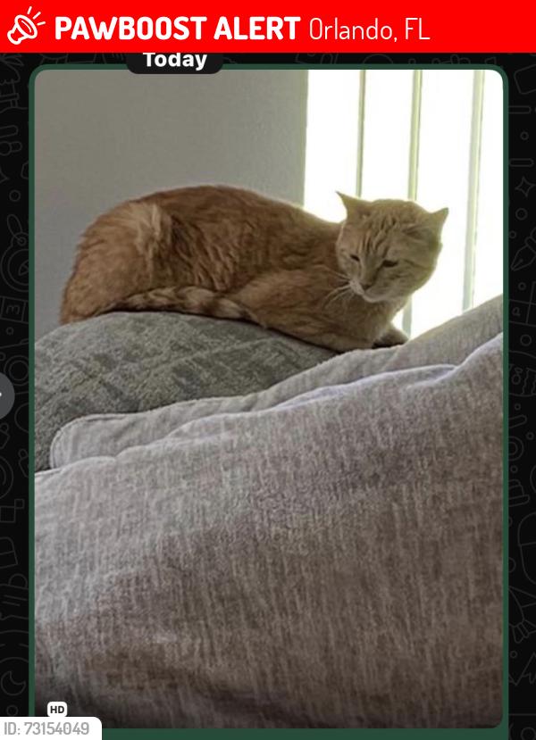Lost Female Cat last seen Near scrub palm ln orlando fl 32824, Orlando, FL 32824