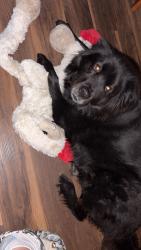Reunited Male Dog last seen Ingram/ lakeside pkwy, San Antonio, TX 78245