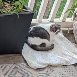 Lost Female Cat last seen Quarrington Ct, Alpharetta, GA 30004