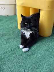 Reunited Female Cat last seen Dalewood St. & Baldwin Park Blvd by JP Auto Parts, Baldwin Park, CA 91706