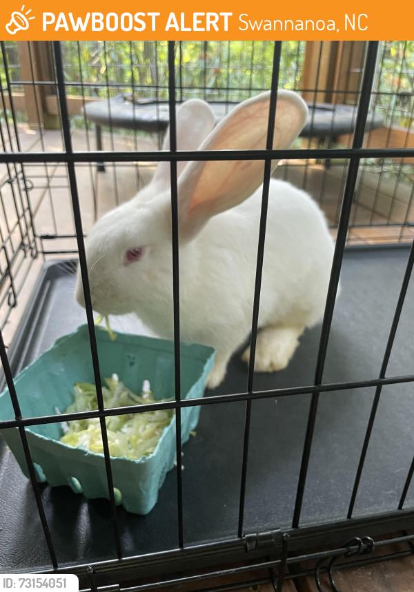 Found/Stray Unknown Rabbit last seen Near Bee Tree Rd Swannanoa NC, Swannanoa, NC 28778