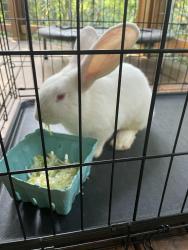 Found/Stray Unknown Rabbit last seen Near Bee Tree Rd Swannanoa NC, Swannanoa, NC 28778