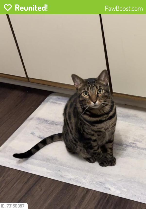 Reunited Male Cat last seen Hopkins Ave between Franklin & Detroit, Lakewood, OH 44107