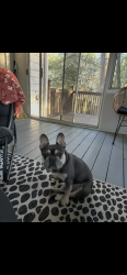 Lost Male Dog last seen Bankstone dr sw, Marietta, GA 30064