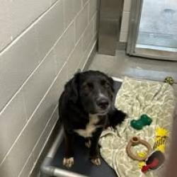 Shelter Stray Female Dog last seen , 5302 Stone St, Chattanooga, TN 37412, USA