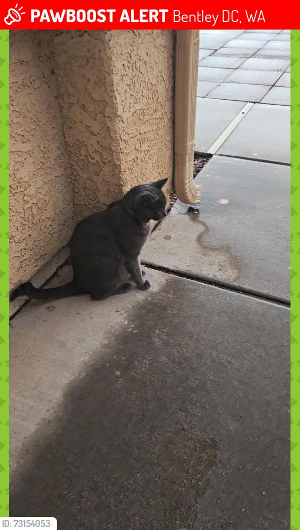 Lost Male Cat last seen Crossings at Riverbend, Bentley DC, WA 6102