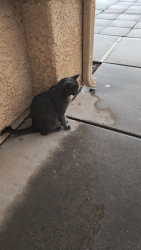 Lost Male Cat last seen Crossings at Riverbend, Bentley DC, WA 6102