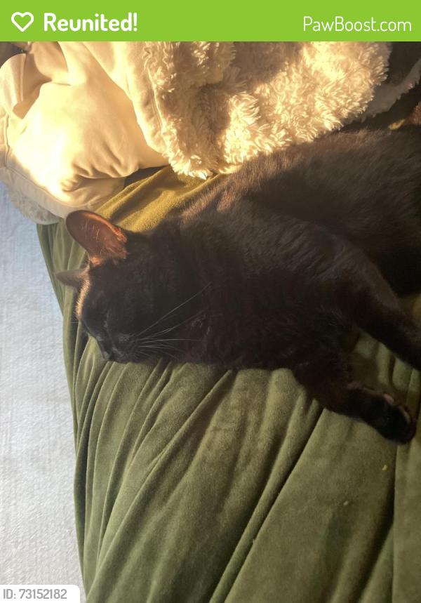 Reunited Male Cat last seen Hazel Cafe, Minneapolis, MN 55418