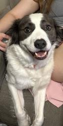 Reunited Male Dog last seen Near Forbes Dr, Smithfield, NC 27577, USA, Smithfield, NC 27577