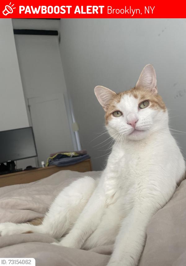 Lost Male Cat last seen Halsey street and Evergreen avenue, Brooklyn, NY 11207