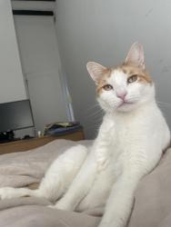 Lost Male Cat last seen Halsey street and Evergreen avenue, Brooklyn, NY 11207