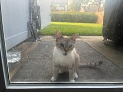 Found/Stray Unknown Cat last seen River fern, Houston, TX 77040