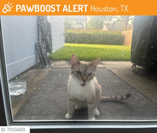 Found/Stray Unknown Cat last seen River fern, Houston, TX 77040