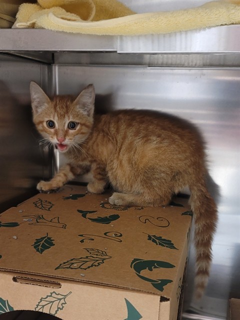 Shelter Stray Male Cat last seen Near BLOCK MANCHESTER RD,63131, 10521 Baur Blvd, Olivette, MO 63132, USA