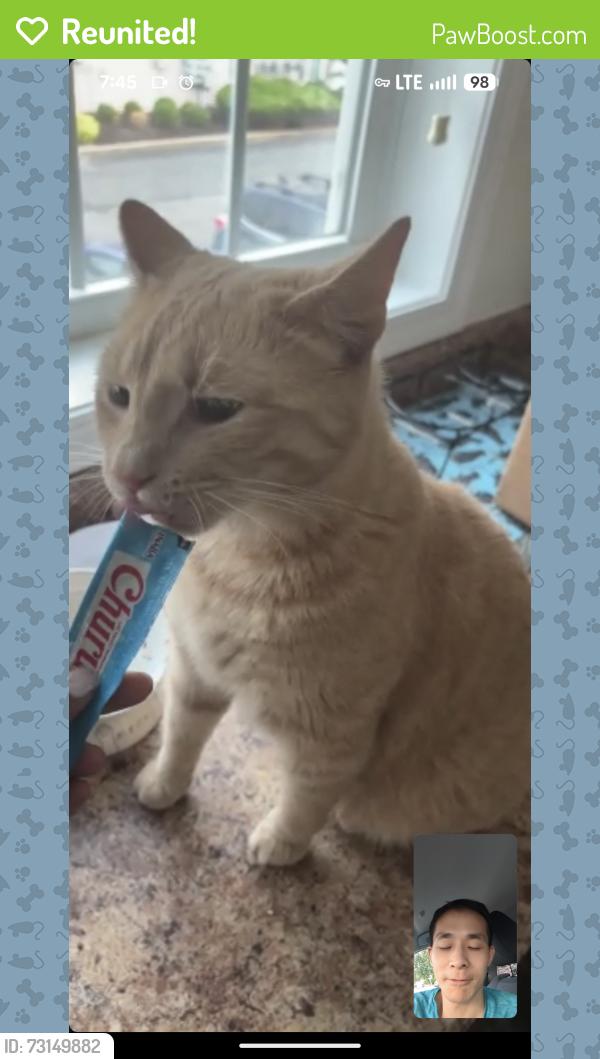 Reunited Male Cat last seen Van Der Vere Street, Schenectady, NY 12303