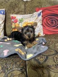 Lost Female Dog last seen Prescott and Carr, Wichita, KS 67209