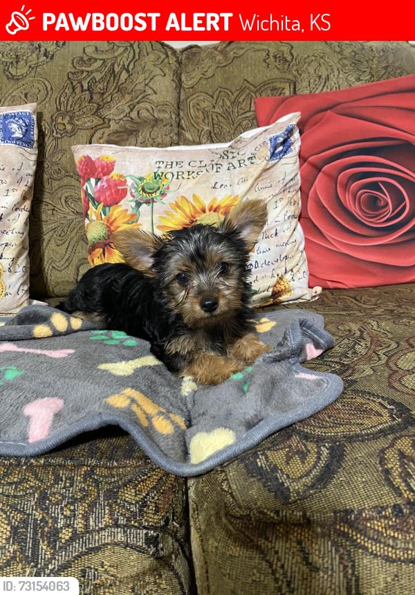 Lost Female Dog last seen Prescott and Carr, Wichita, KS 67209