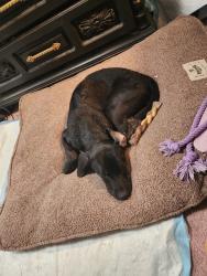 Reunited Female Dog last seen Oak Abbey Ct, El Paso, TX 79936