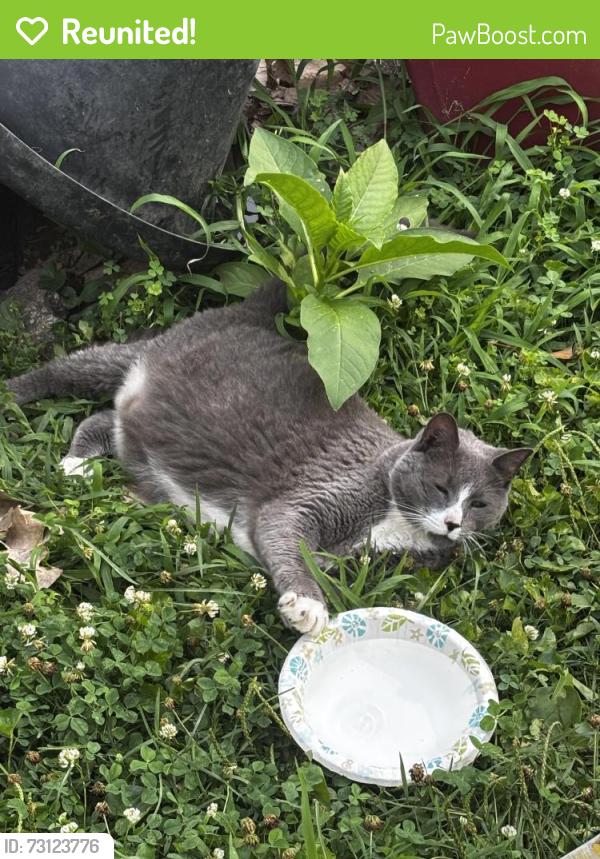 Reunited Female Cat last seen Johnston and fernwood, Roslyn, PA 19001