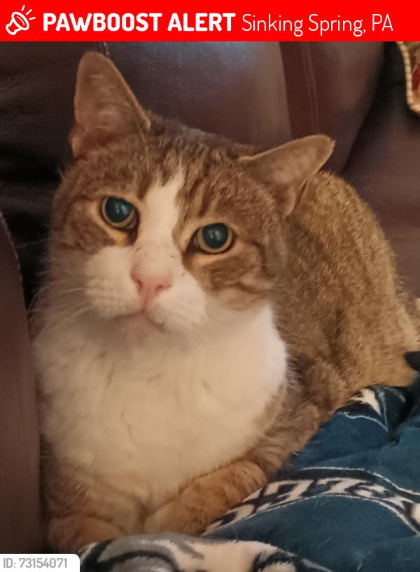 Lost Male Cat last seen Andrew dr, Sinking Spring, PA 19608