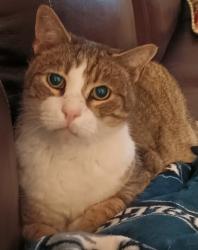 Lost Male Cat last seen Andrew dr, Sinking Spring, PA 19608