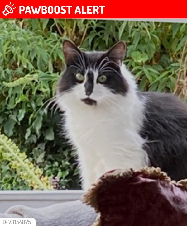 Lost Female Cat last seen Moss Lane, Cheshire East, England SK9 7HP
