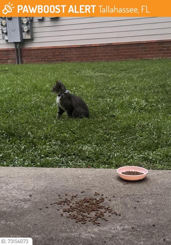 Found/Stray Unknown Cat last seen Seen behind the complex in the shrubbery, Tallahassee, FL 32304