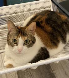 Reunited Female Cat last seen Millbridge Rd and Kelly Driver Rd, Clementon, NJ 08021