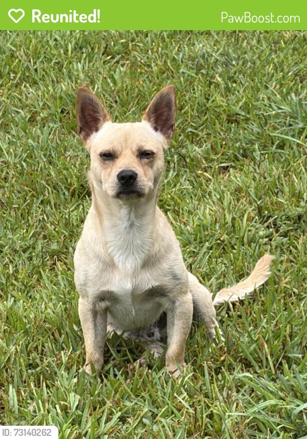 Reunited Male Dog last seen Sandy Hook & Pompton, Houston, TX 77089