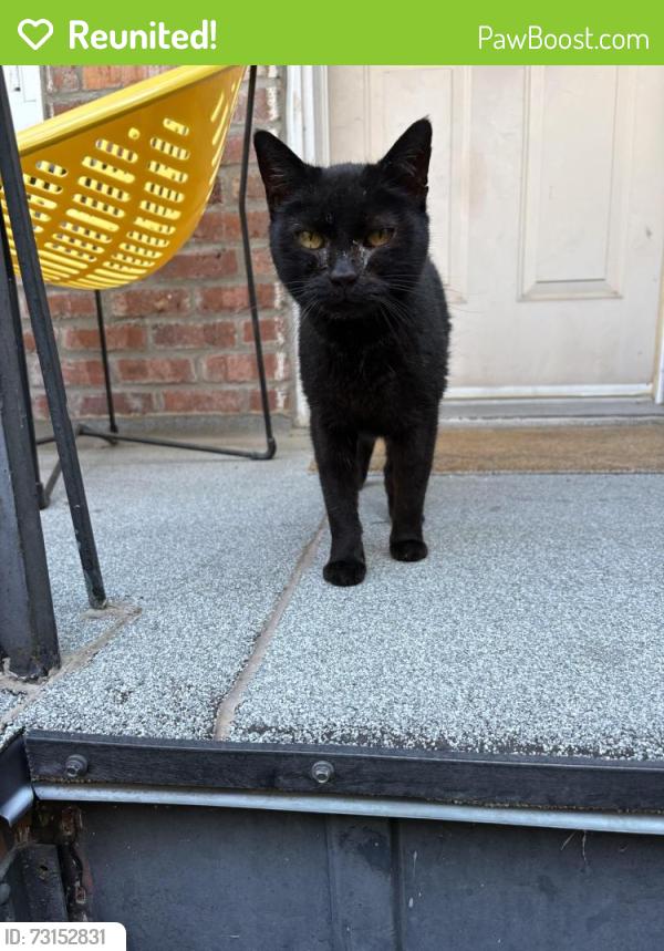 Reunited Female Cat last seen Entre Beaubien et Bellechasse, Montréal, QC 