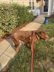 Found/Stray Female Dog last seen Hwy 751 & Higher Learning, Durham, NC 27713