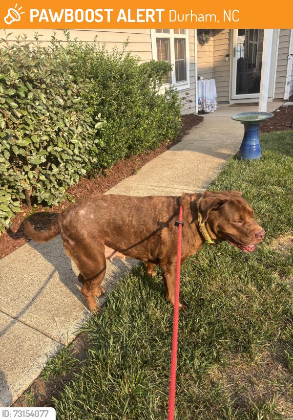 Found/Stray Female Dog last seen Hwy 751 & Higher Learning, Durham, NC 27713