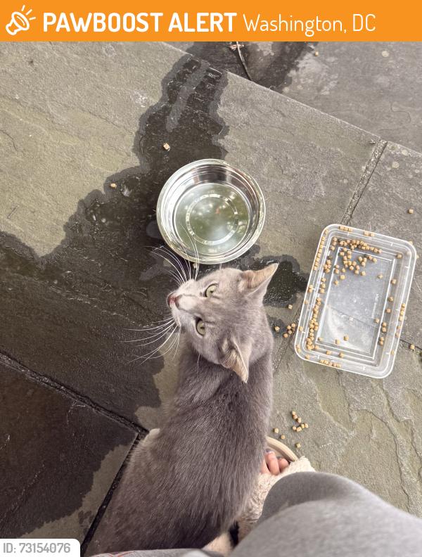 Found/Stray Unknown Cat last seen South Dakota Ave, Washington, DC 20018