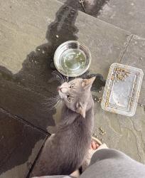 Found/Stray Unknown Cat last seen South Dakota Ave, Washington, DC 20018