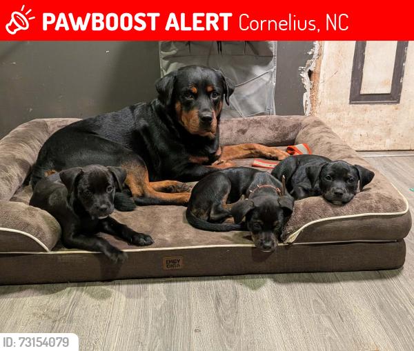 Lost Male Dog last seen cornelius elementary school, Cornelius, NC 28031