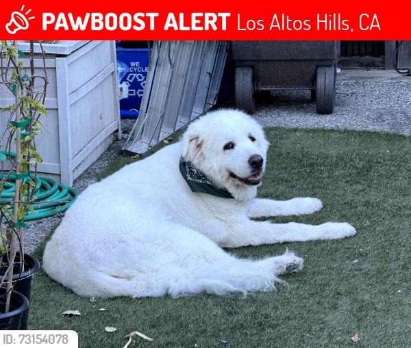 Lost Male Dog last seen La loma drive, at the end, Los Altos Hills, CA 94022
