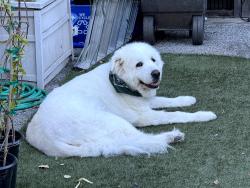 Lost Male Dog last seen La loma drive, at the end, Los Altos Hills, CA 94022