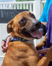 Shelter Stray Male Dog last seen Near Sharonton Drive Stone Mountain, 30083, 30083, GA, 3280 Chamblee Dunwoody Rd, Chamblee, GA 30341, USA