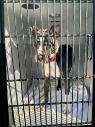 Shelter Stray Female Dog last seen Near HOLLYWOOD RD NW, Atlanta, GA, 1251 Fulton Industrial Blvd NW, Atlanta, GA 30336, USA