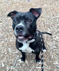 Shelter Stray Male Dog last seen Near Eager, 21205, MD, 301 Stockholm St, Baltimore, MD 21230, USA