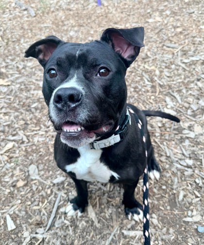 Shelter Stray Male Dog last seen Near Eager, 21205, MD, 301 Stockholm St, Baltimore, MD 21230, USA
