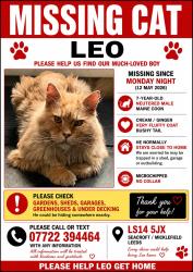Lost Male Cat last seen Swarcliffe drive, West Yorkshire, England LS14 5JX