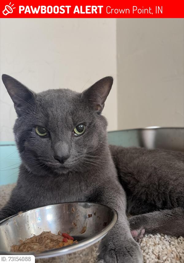 Lost Male Cat last seen East Joliet street, South Indiana avenue, Crown Point, IN 46307