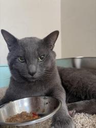 Lost Male Cat last seen East Joliet street, South Indiana avenue, Crown Point, IN 46307
