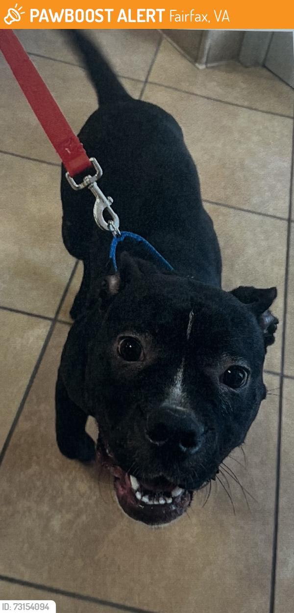 Found/Stray Female Dog last seen fairfax high school, Fairfax, VA 22032