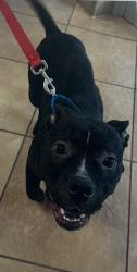 Found/Stray Female Dog last seen fairfax high school, Fairfax, VA 22032