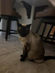 Reunited Female Cat last seen Camino Santa Fe & Calle Cristobal, San Diego, CA 92126