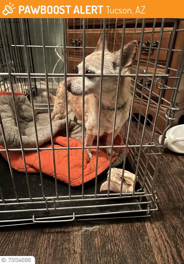 Found/Stray Male Dog last seen Parsons Tale, Tucson, AZ 85756